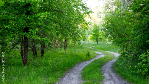 rural road in green forest