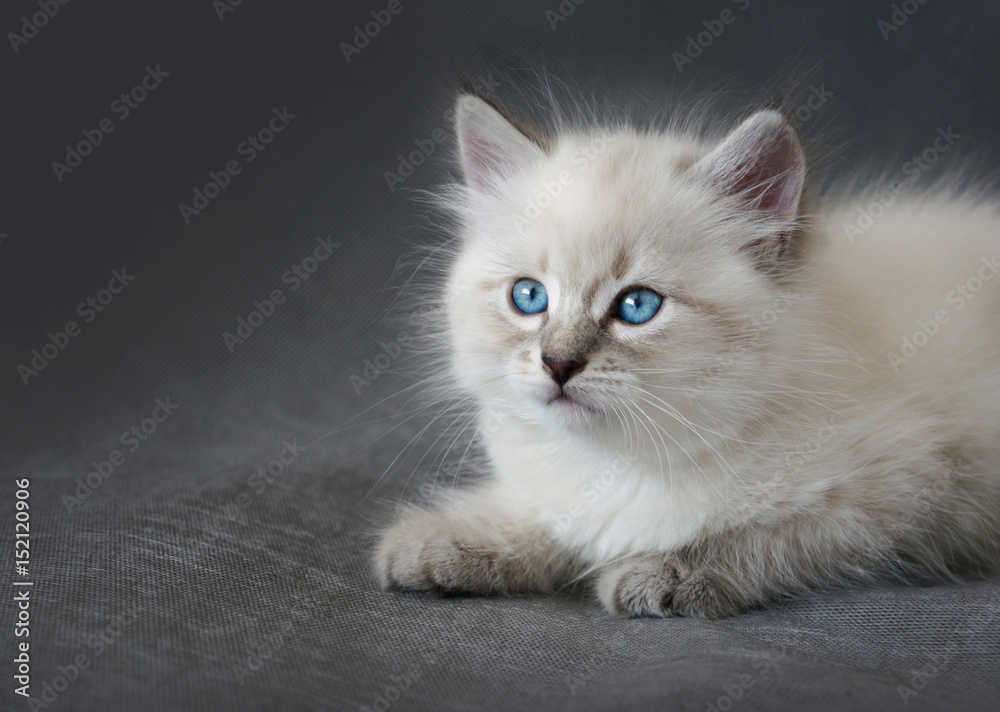 Siberian colorpoint kitten with blue eyes