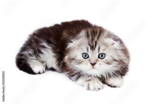 Small scottish fold kitten isolated over white