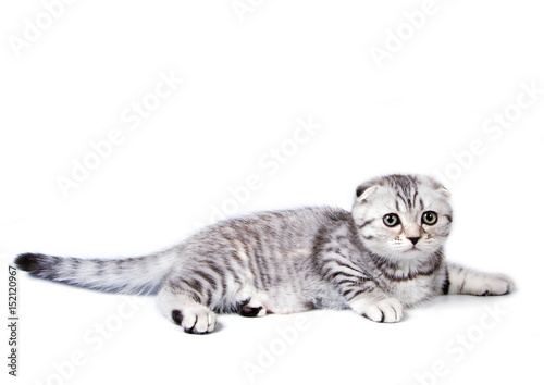 Small scottish fold kitten isolated on white background