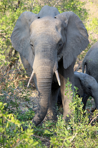 Elephant portrait - front view