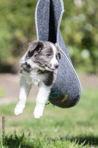 Border Collie Welpe in einem Filzpantoffel photo