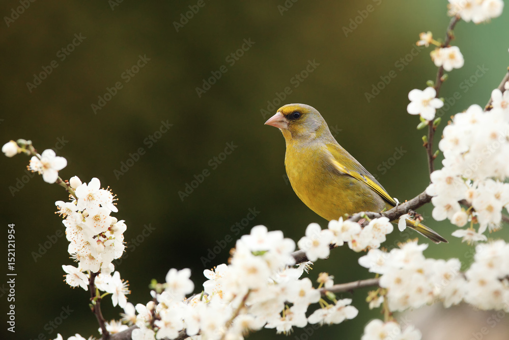 The European greenfinch, or just greenfinch (Chloris chloris) sitting on a blooming blackthorn