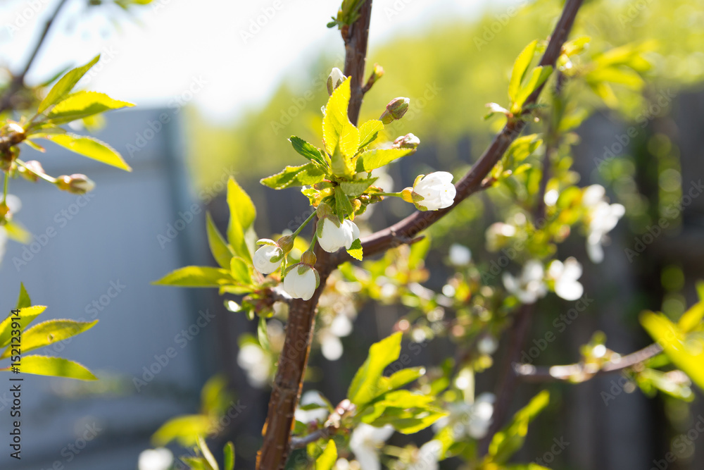 Buds and young leaves on the cherry tree trunk closeup. Tree texture. Selective focus. Buds and young leaves on the cherry tree trunk closeup. Tree texture. Selective focus.