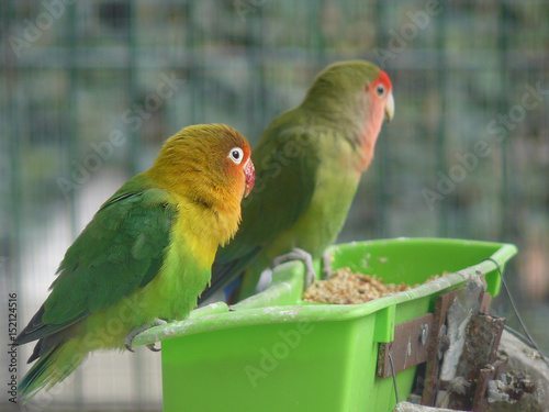 Pareja de agapornis photo