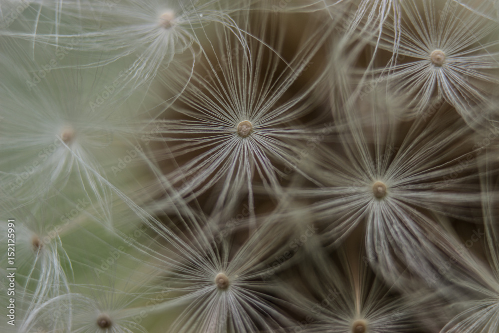 Naklejka premium Macro blooming dandelion