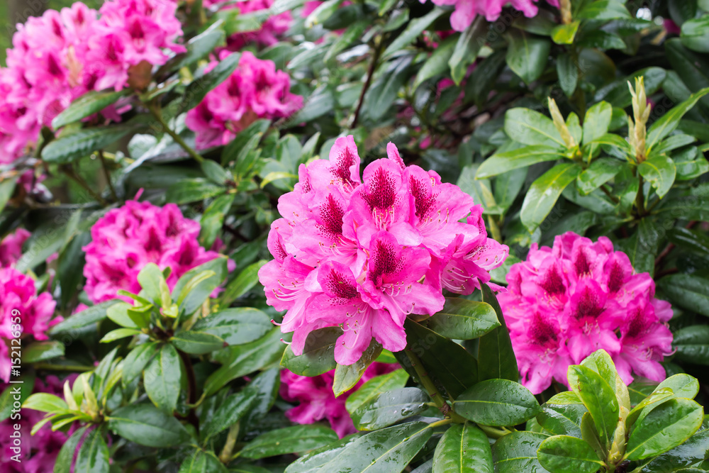 Pink flowers of Rhododendron bush. Pink flowers of Rhododendron bush.