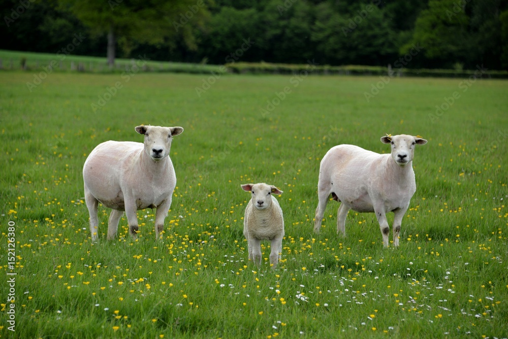 Obraz premium Mouton