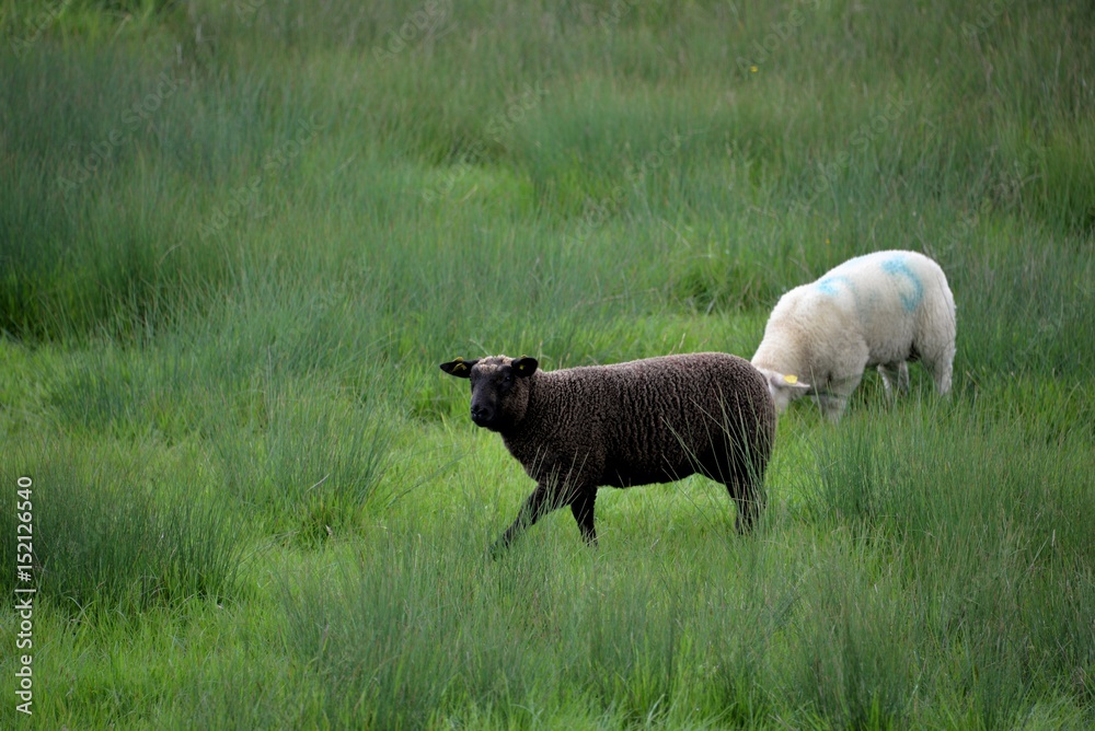 Obraz premium Mouton