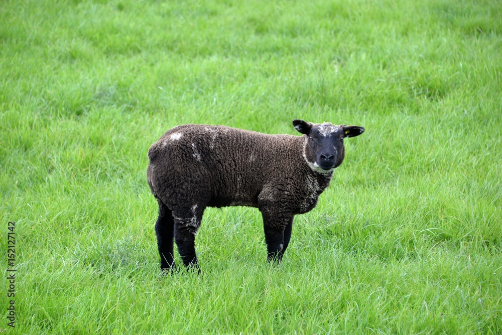 Moutons Moutons