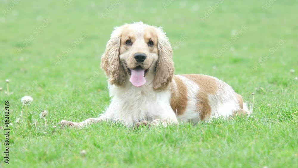 Funny playful english cocker spaniel lies and looks at the green lawn Funny playful english cocker spaniel lies and looks at the green lawn