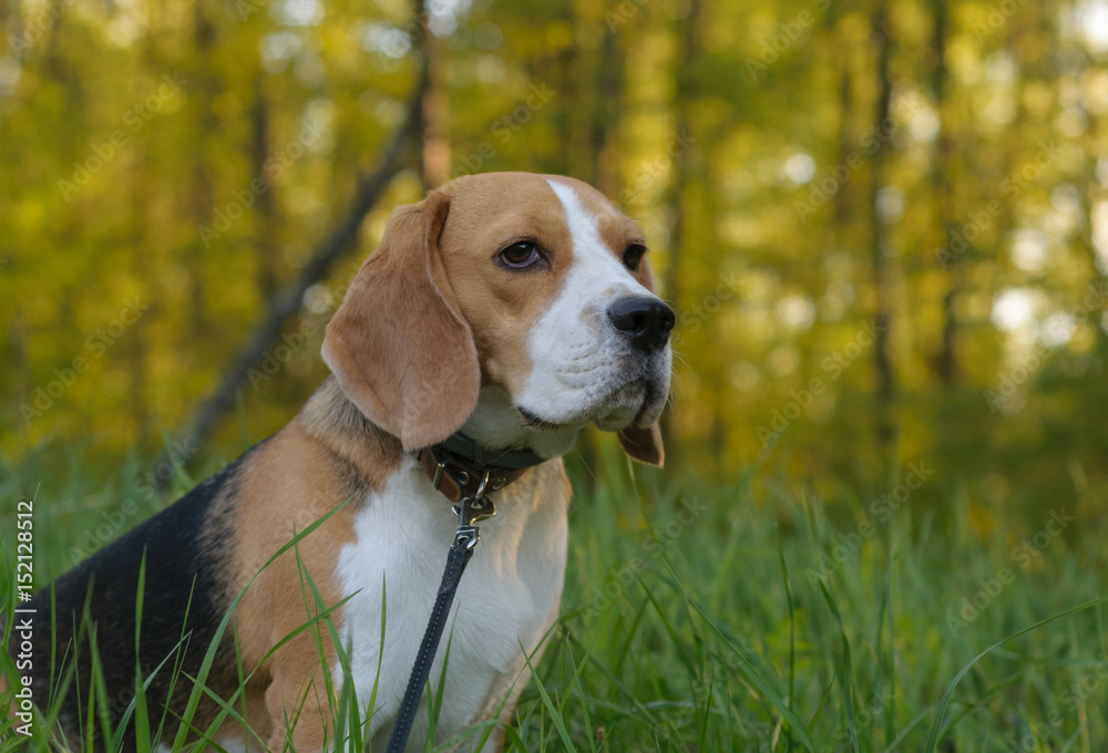 Dog portrait Beagle in the evening forest