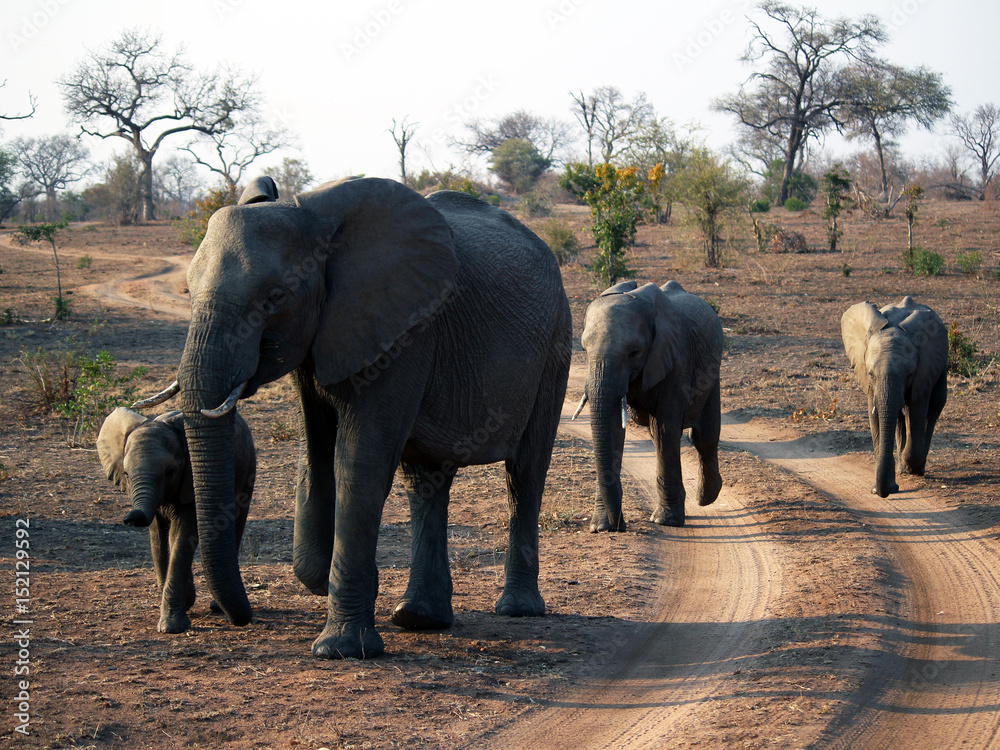 Obraz premium African Elephant herd