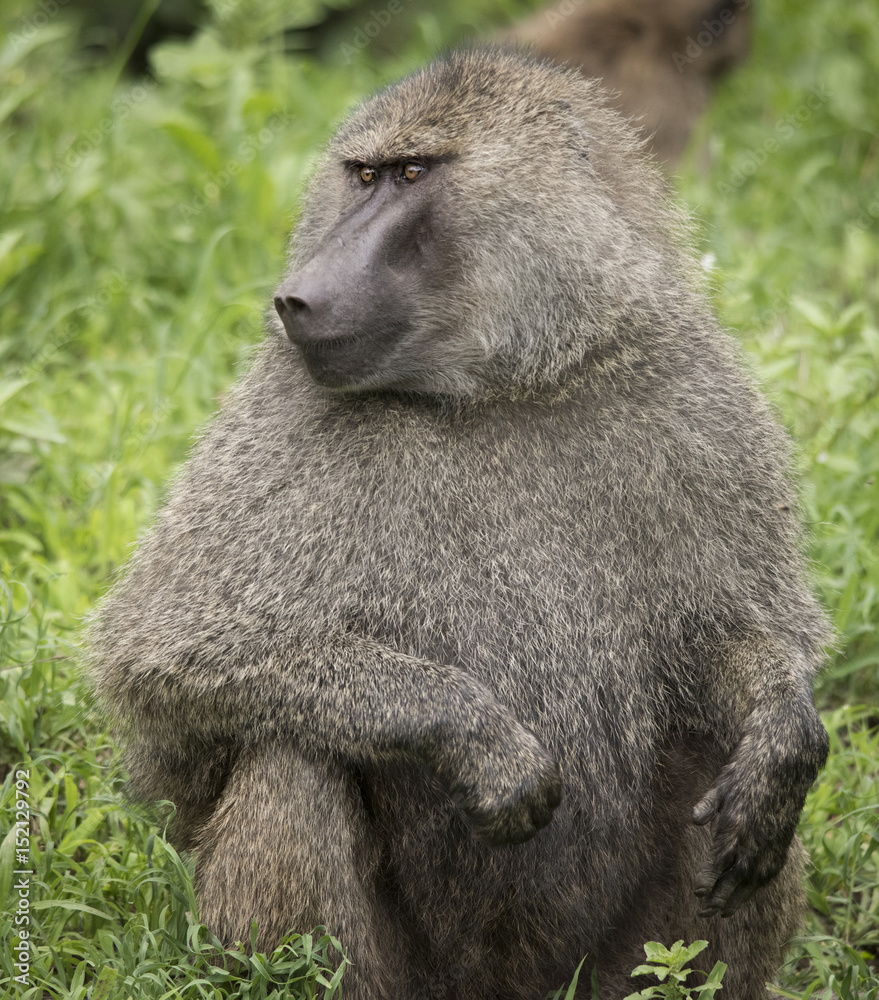 Obraz premium Alpha Male Baboon