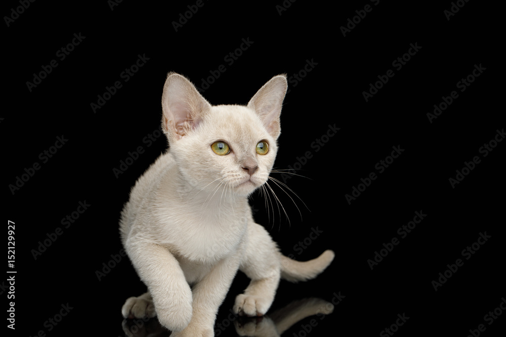 Playful White Burmese Kitten with green eyes on Isolated Black Background Playful White Burmese Kitten with green eyes on Isolated Black Background