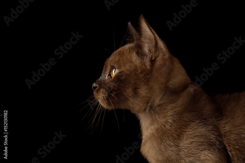 Fototapeta Naklejka Na Ścianę i Meble -  Portrait of Burmese Kitten with yellow eyes sable fur on Isolated Black Background, profile view