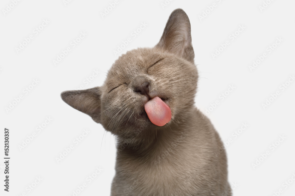 Fototapeta premium Portrait of Funny Burmese Kitten Lick with tongue Tasty on White Background, front view