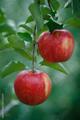 Vertical closeup shot of a branch with fresh red apples