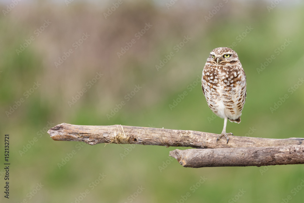 Fototapeta premium adult burrowing owl