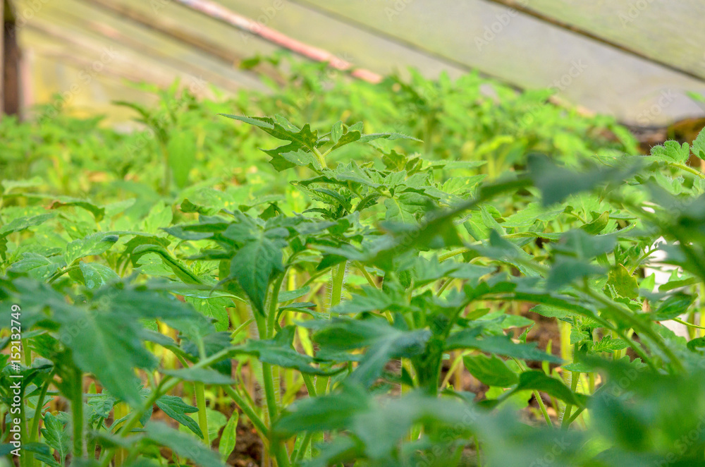 saplings tomato growing in the greenhouse saplings tomato growing in the greenhouse