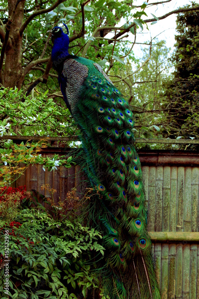 Naklejka premium London Peacock