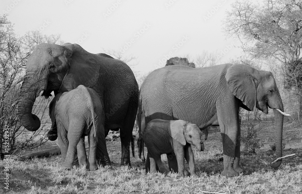 Elephant family in black and white