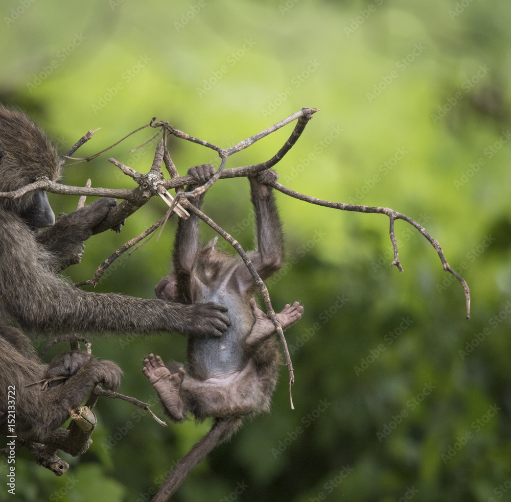Baby Baboon as Trapeze Artist