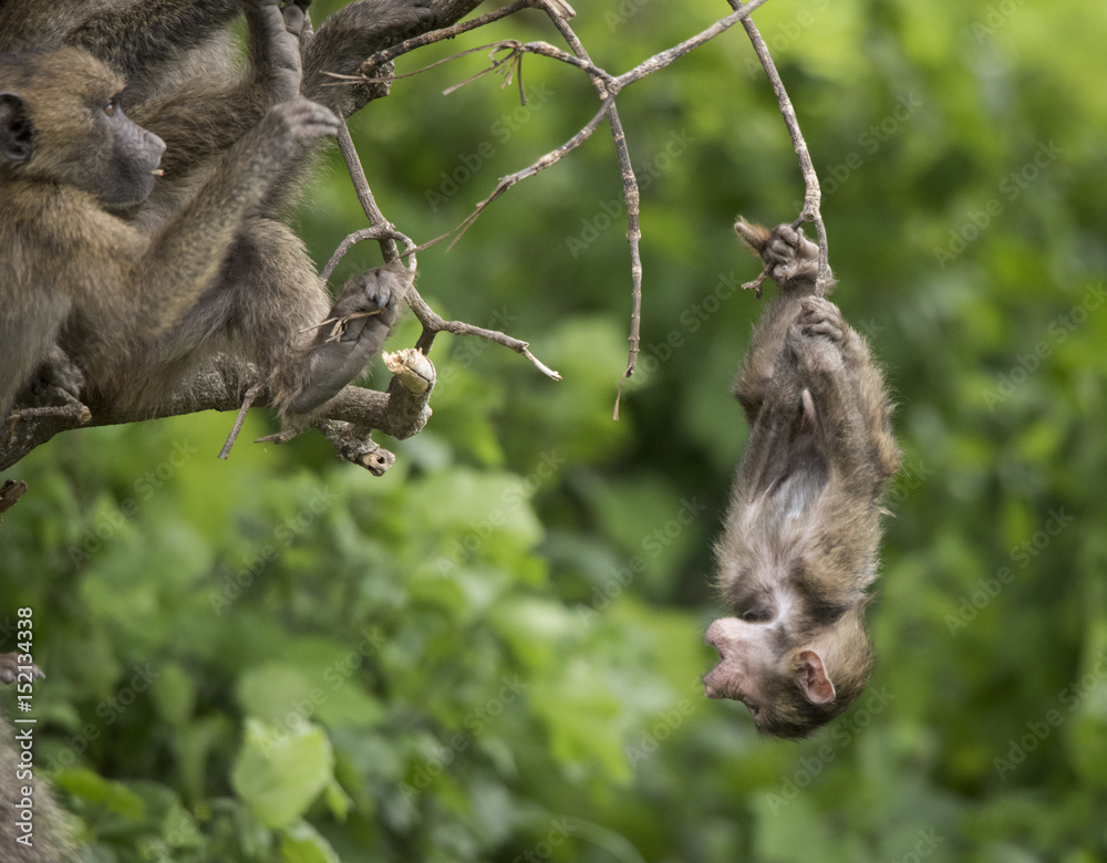 Naklejka premium Baby Baboon Antics