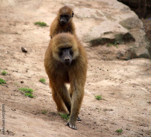 Baboon baby riding on mothers back