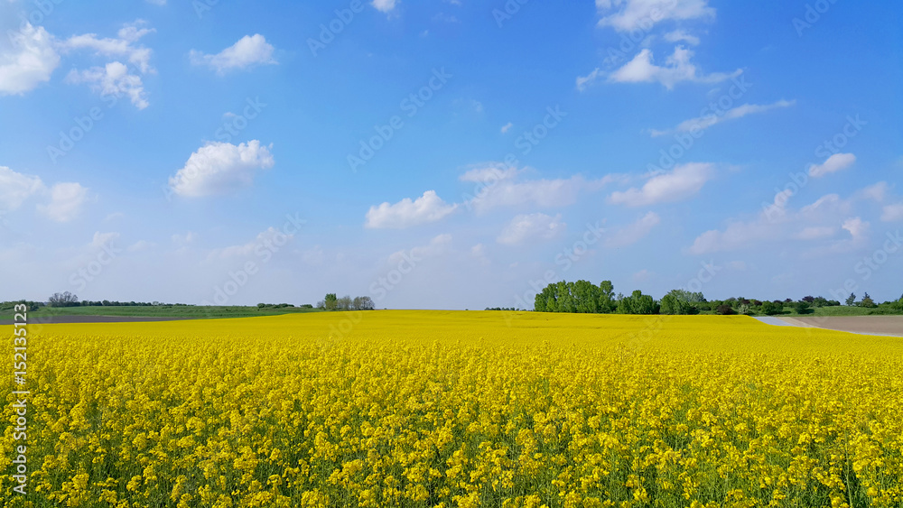 Obraz premium Rapsfeld in Niederösterreich