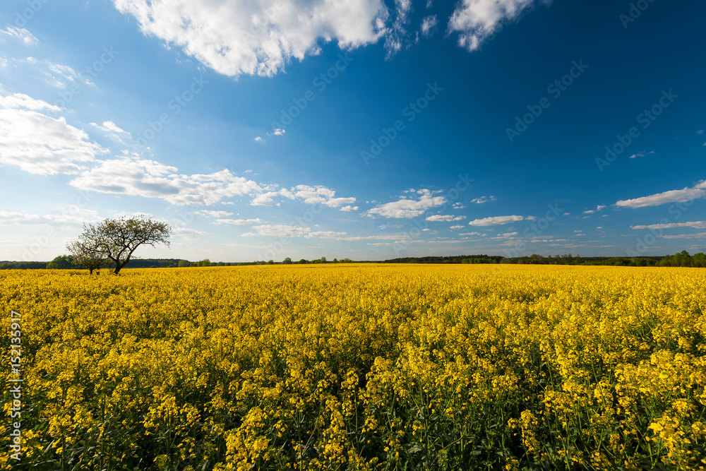 flowers of oil in rapeseed field with blue sky and clouds