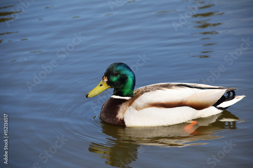Beautiful duck