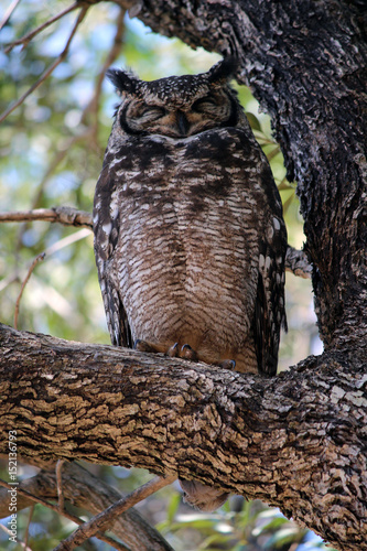 Eagle Owl sleeping in tree  photo