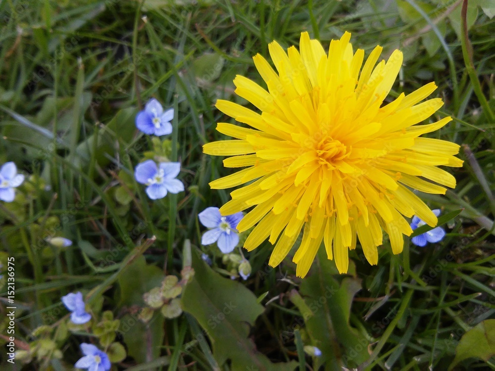 Dandelion and little blue flowers in meadow Dandelion and little blue flowers in meadow