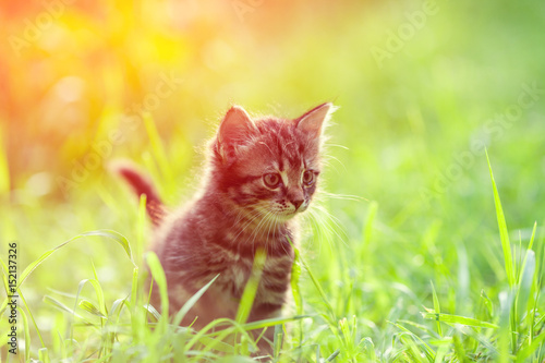 Little kitten walking outdoor in a grass in summer