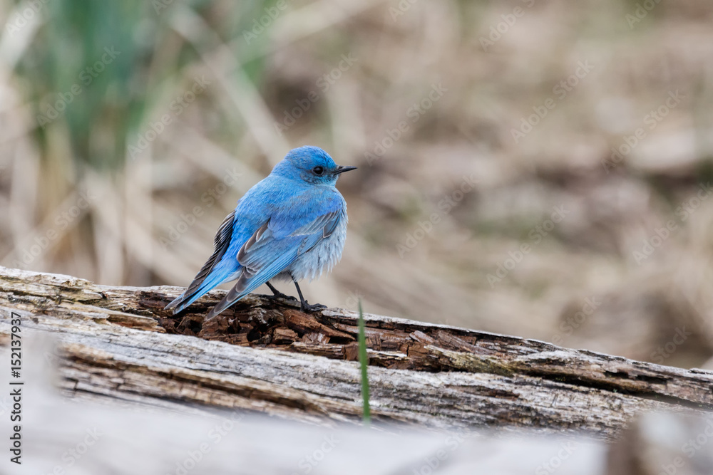 Male mountain bluebird