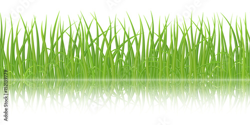 High quality green grass with reflection on white background, seamless vector illustration.