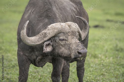 Muddy Cape Buffalo