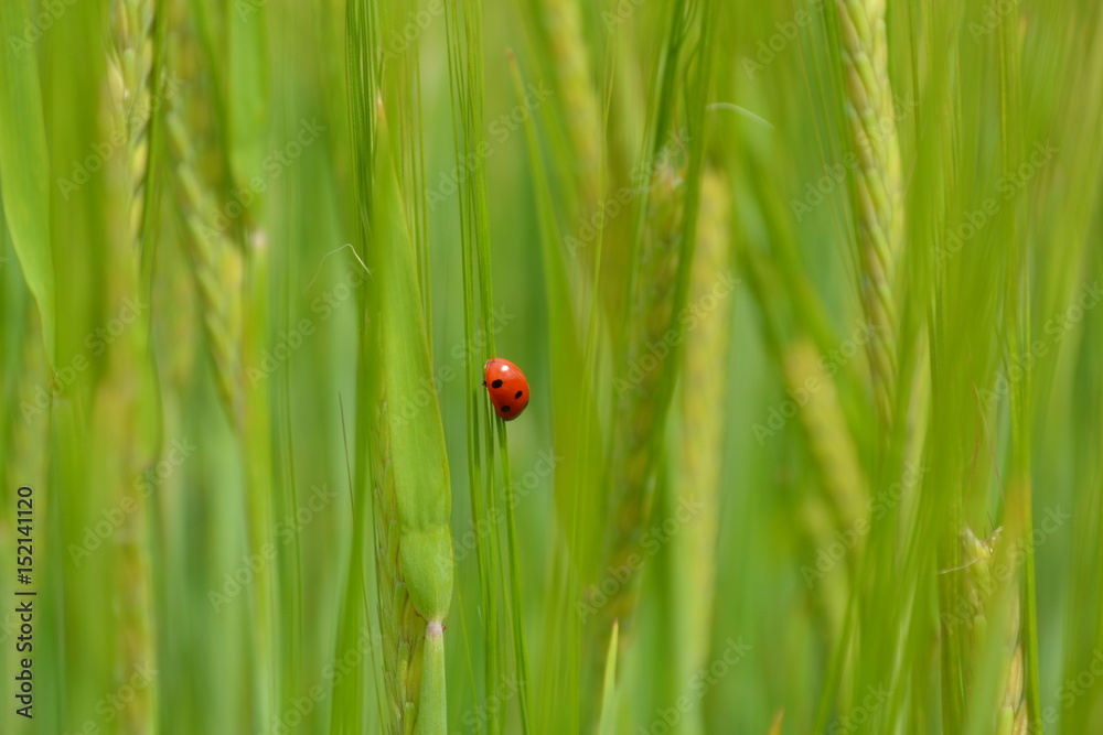 Ladybug in field of Barley Ladybug in field of Barley