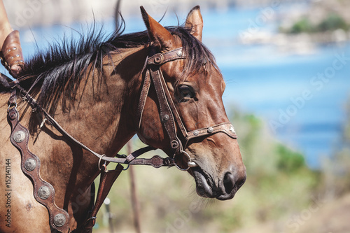 Fototapeta Naklejka Na Ścianę i Meble -  Horse in bridle closeup