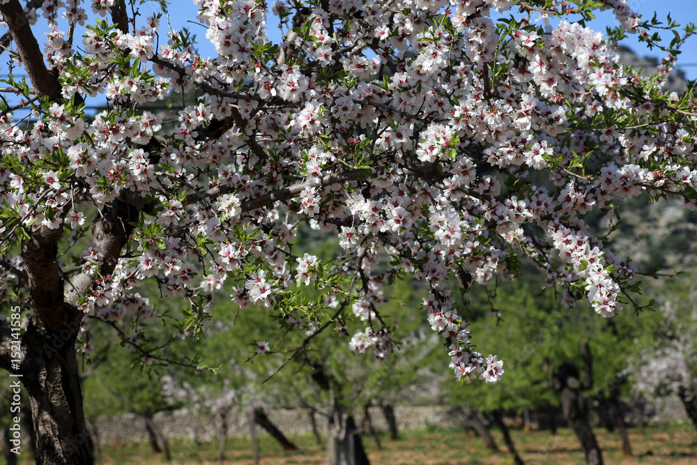 Mandelblüte auf Mallorca