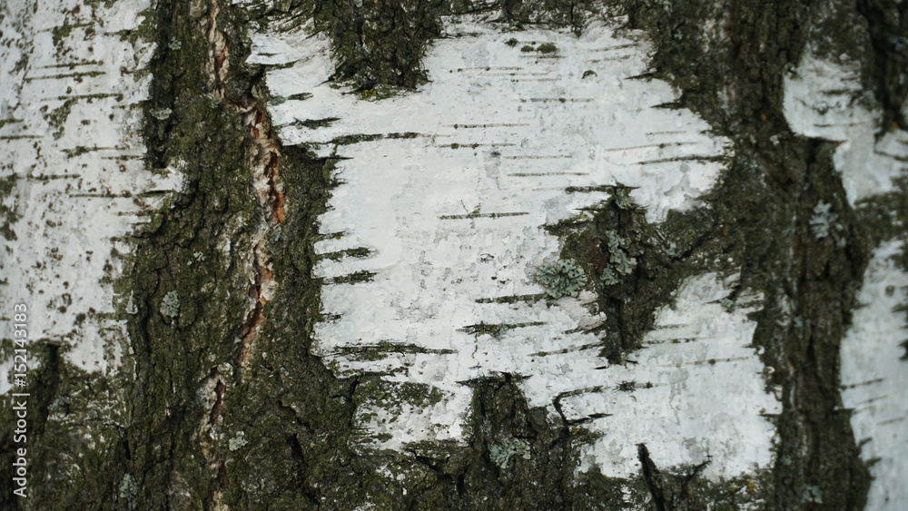 Fototapeta premium Textural background with bark of a tree
