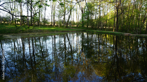 Lake in the forest. Reflection of trees in water