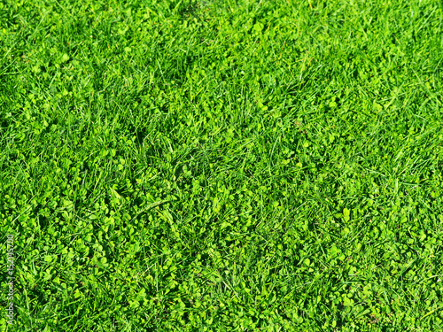 Clover glade lit by the bright midday sun. Green grass spring background. Lawn covered with clover