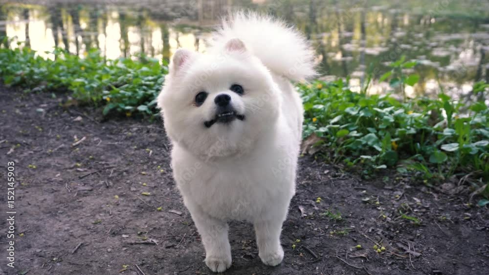 White Pomeranian in the park near the lake White Pomeranian in the park near the lake