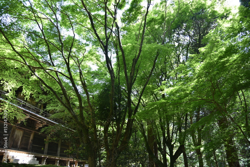 Naklejka premium 新緑の季節