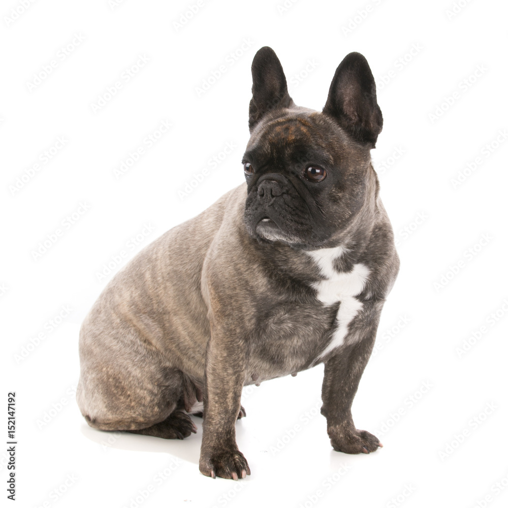 Portrait of an adorable French bulldog - studio shot, isolated on white background