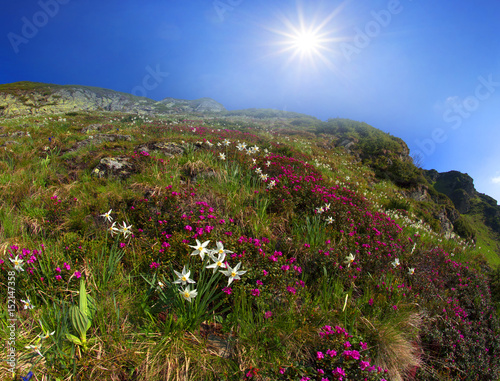 Fototapeta Naklejka Na Ścianę i Meble -  Daffodils Ukrainian Alps - Marmarosh