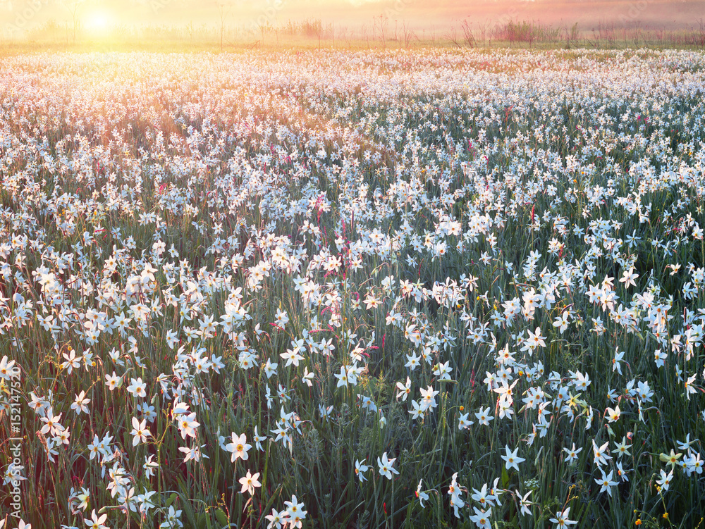 Daffodils at dawn