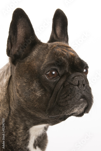 Portrait of an adorable French bulldog - studio shot, isolated on white background